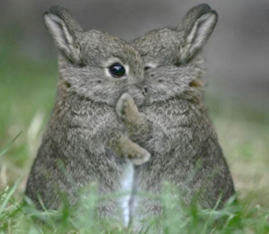 Hug some bunny to stay warm