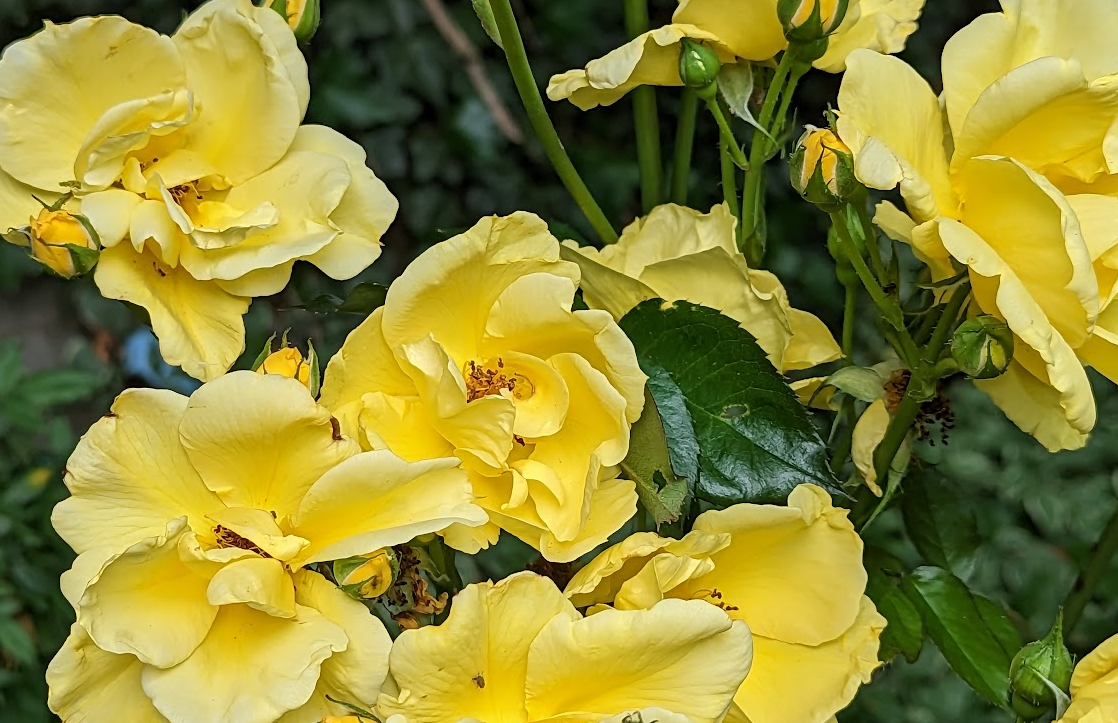 Dry conditions for the weekend