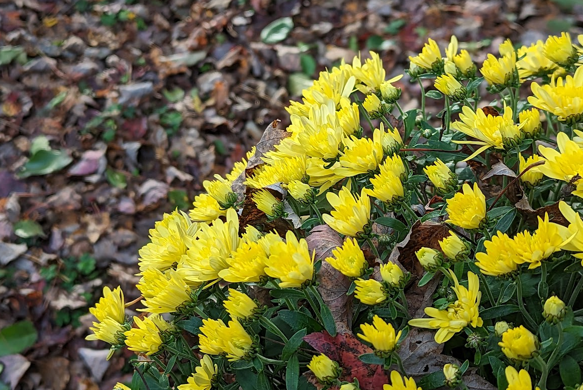 Sunny as winds subside