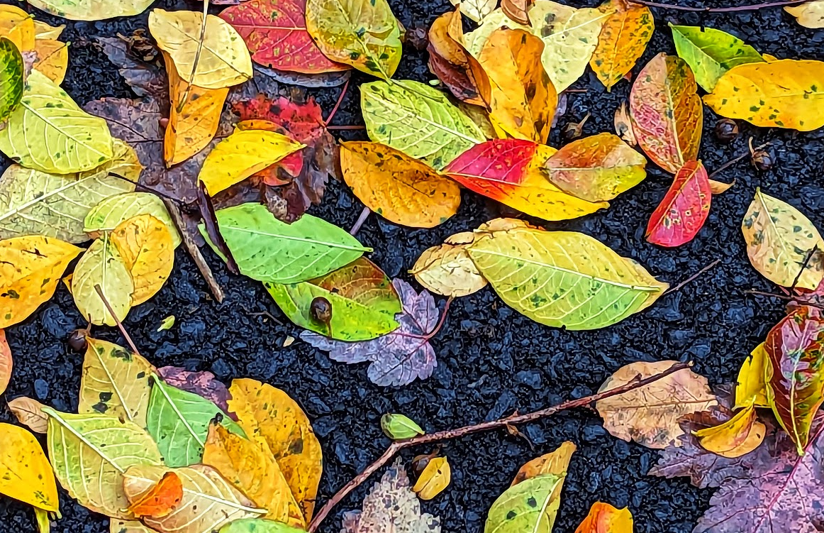 Thankful for recent rain