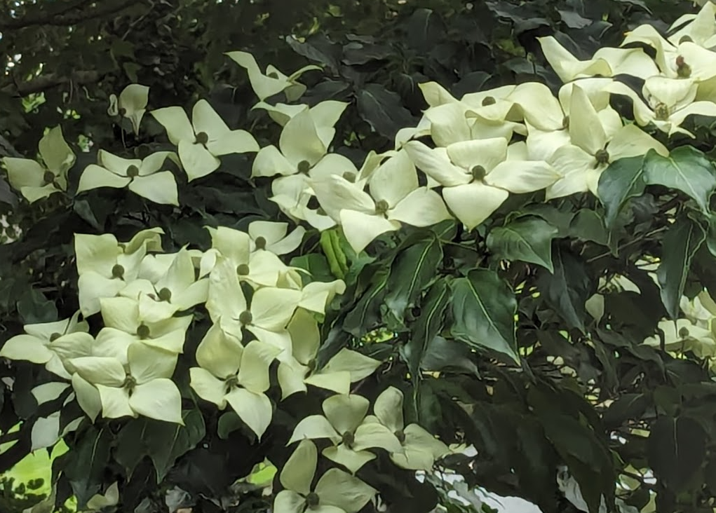 Sunny with less humidity