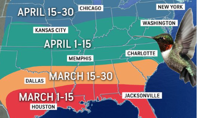 Hummingbirds to arrive